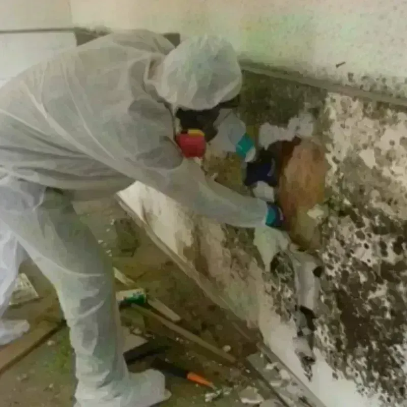 Mold Remediation and Removal in Orchard Mesa, CO